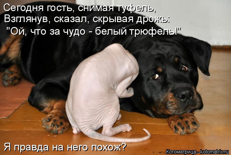 Сегодня гость, снимая туфель, Взглянув, сказал, скрывая дрожь: "Ой, что за чудо - белый трюфель!" Я ... Котоматрица: Сегодня гость, снимая туфель, Взглянув, сказал, скрывая дрожь: "Ой, что за чудо - белый трюфель!" Я правда на него похож?