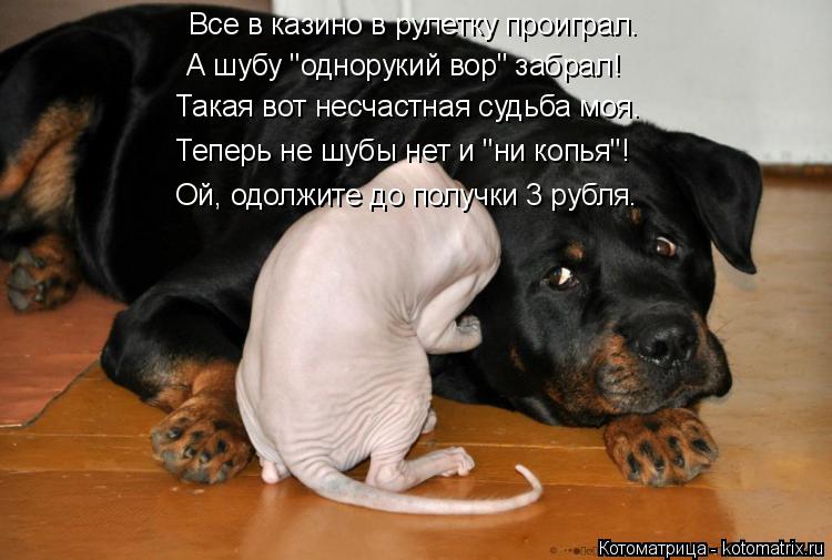 Все в казино в рулетку проиграл. А шубу "однорукий вор" забрал! Такая вот несчастная судьба моя. Тепе... Котоматрица: Все в казино в рулетку проиграл. А шубу "однорукий вор" забрал! Такая вот несчастная судьба моя. Теперь не шубы нет и "ни копья"! Ой, одолжите д