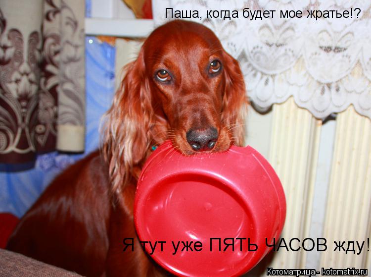 Паша, когда будет мое жратье!? Я тут уже ПЯТЬ ЧАСОВ жду!... Котоматрица: Паша, когда будет мое жратье!? Я тут уже ПЯТЬ ЧАСОВ жду!