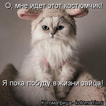 О, мне идет этот костюмчик! Я пока побуду в жизни зайца!... Котоматрица: О, мне идет этот костюмчик! Я пока побуду в жизни зайца!