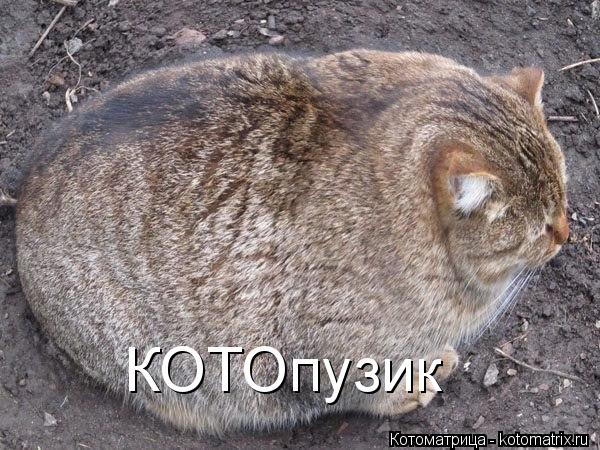 КОТОпузик... Котоматрица: КОТОпузик