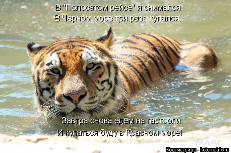 В "Полосатом рейсе" я снимался. В Черном море три раза купался. Завтра снова едем на гастроли. И купа... Котоматрица: В "Полосатом рейсе" я снимался. В Черном море три раза купался. Завтра снова едем на гастроли. И купаться буду в Красном море!