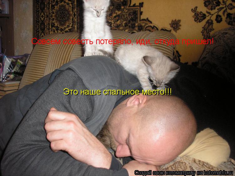 Совсем совесть потеряло, иди, откуда пришел! Совсем совесть потеряло, иди, откуда пришел! Это наше сп... Котоматрица: Совсем совесть потеряло, иди, откуда пришел! Совсем совесть потеряло, иди, откуда пришел! Это наше спальное место!!!