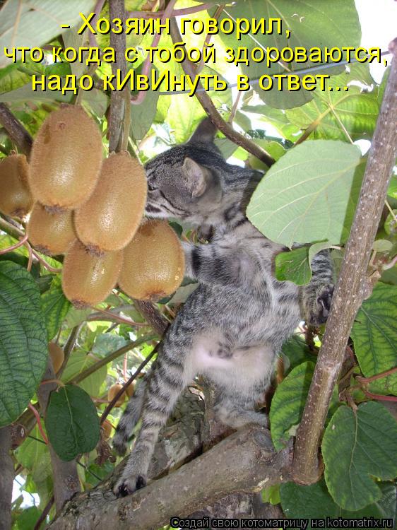 надо кИвИнуть в ответ... - Хозяин говорил, что когда с тобой здороваются,... Котоматрица: надо кИвИнуть в ответ... - Хозяин говорил, что когда с тобой здороваются,