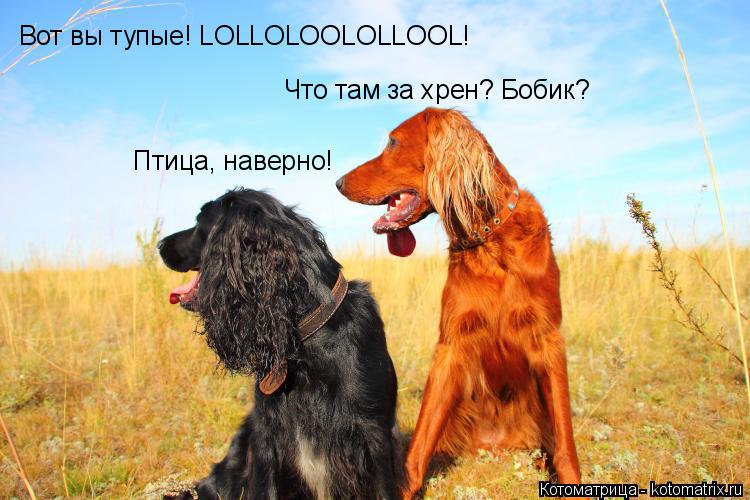Что там за хрен? Бобик? Птица, наверно! Вот вы тупые! LOLLOLOOLOLLOOL!... Котоматрица: Что там за хрен? Бобик? Птица, наверно! Вот вы тупые! LOLLOLOOLOLLOOL!