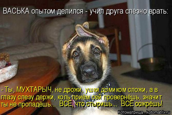ВАСЬКА опытом делился - учил друга слёзно врать: - Ты, МУХТАРЫЧ, не дрожи, ушки домиком сложи, а в г... Котоматрица: ВАСЬКА опытом делился - учил друга слёзно врать: - Ты, МУХТАРЫЧ, не дрожи, ушки домиком сложи, а в глазу слезу держи, коль приём сей провернёшь
