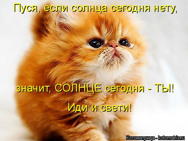 Пуся, если солнца сегодня нету, значит, СОЛНЦЕ сегодня - ТЫ! Иди и свети!... Котоматрица: Пуся, если солнца сегодня нету, значит, СОЛНЦЕ сегодня - ТЫ! Иди и свети!