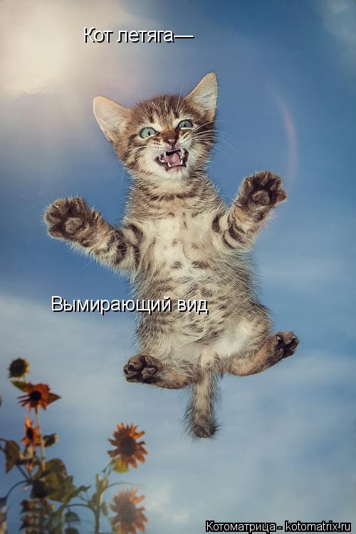 Кот летяга— Вымирающий вид... Котоматрица: Кот летяга— Вымирающий вид