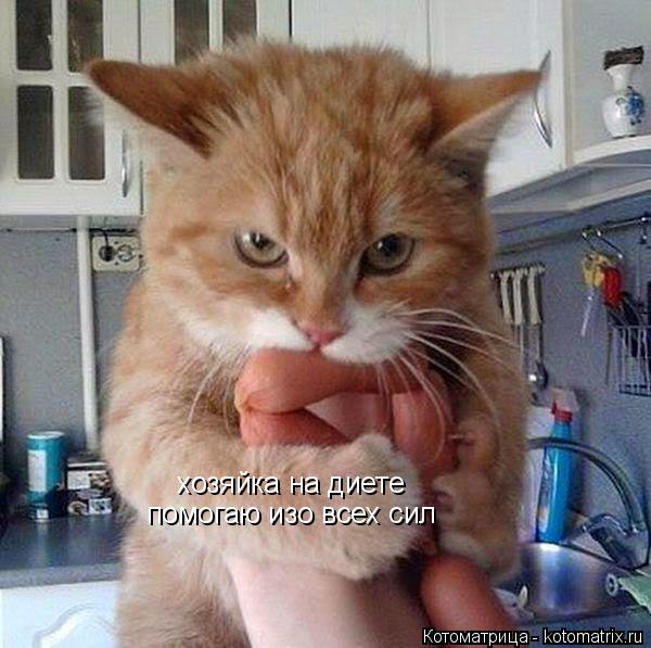 хозяйка на диете помогаю изо всех сил... Котоматрица: хозяйка на диете помогаю изо всех сил