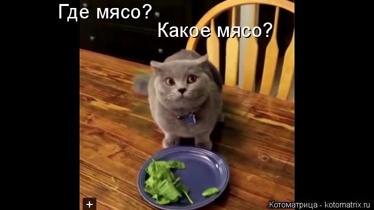Где мясо? Какое мясо?... Котоматрица: Где мясо? Какое мясо?