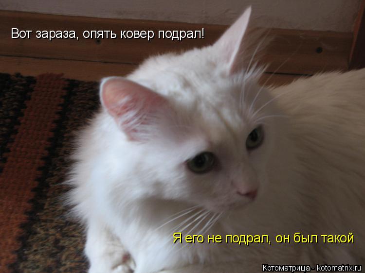 Вот зараза, опять ковер подрал! Я его не подрал, он был такой... Котоматрица: Вот зараза, опять ковер подрал! Я его не подрал, он был такой