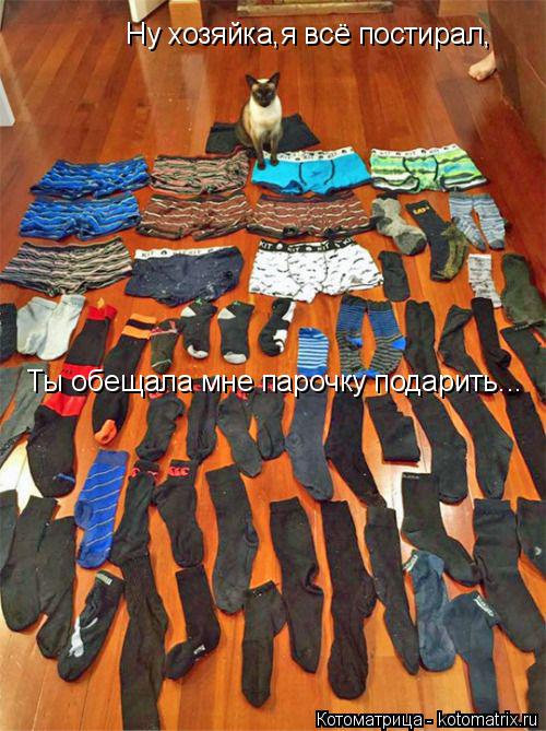 Ну хозяйка,я всё постирал, Ты обещала мне парочку подарить...... Котоматрица: Ну хозяйка,я всё постирал, Ты обещала мне парочку подарить...