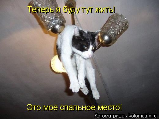 Теперь я буду тут жить! Это мое спальное место!... Котоматрица: Теперь я буду тут жить! Это мое спальное место!