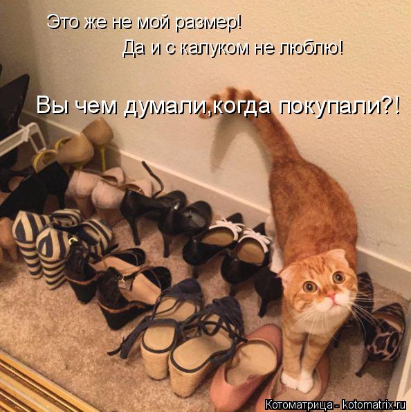 Это же не мой размер! Да и с калуком не люблю! Вы чем думали,когда покупали?!... Котоматрица: Это же не мой размер! Да и с калуком не люблю! Вы чем думали,когда покупали?!