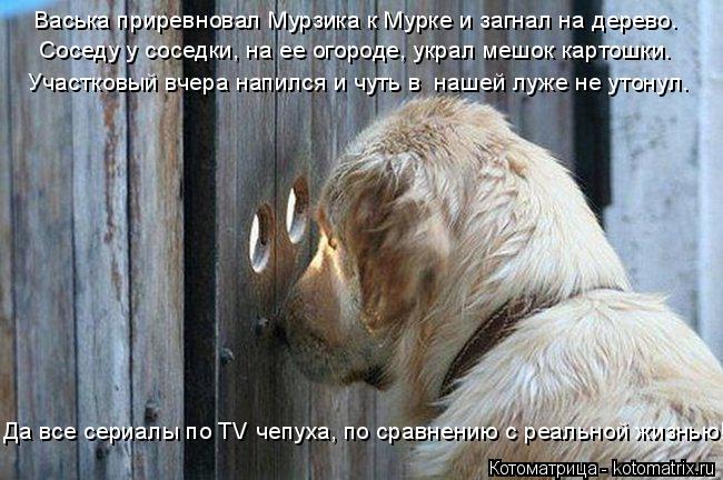 Васька приревновал Мурзика к Мурке и загнал на дерево. Соседу у соседки, на ее огороде, украл мешок к... Котоматрица: Васька приревновал Мурзика к Мурке и загнал на дерево. Соседу у соседки, на ее огороде, украл мешок картошки. Участковый вчера напился и чут