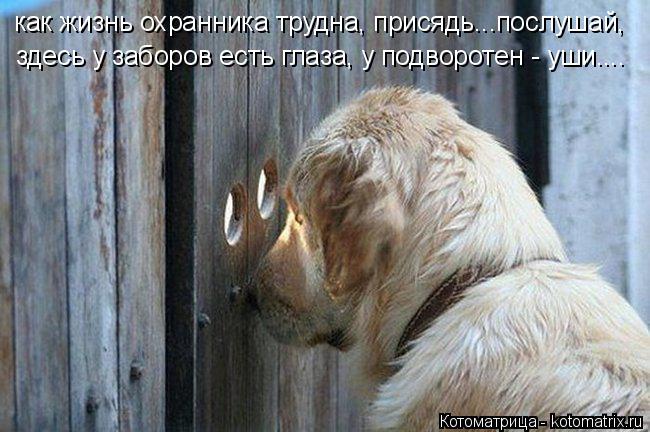 как жизнь охранника трудна, присядь...послушай, здесь у заборов есть глаза, у подворотен - уши....... Котоматрица: как жизнь охранника трудна, присядь...послушай, здесь у заборов есть глаза, у подворотен - уши....