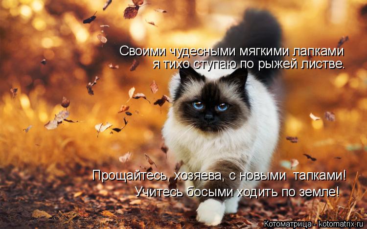 Своими чудесными мягкими лапками я тихо ступаю по рыжей листве. Прощайтесь, хозяева, с новыми тапкам... Котоматрица: Своими чудесными мягкими лапками я тихо ступаю по рыжей листве. Прощайтесь, хозяева, с новыми тапками! Учитесь босыми ходить по земле!