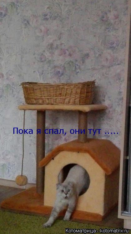 Пока я спал, они тут ........ Котоматрица: Пока я спал, они тут .....