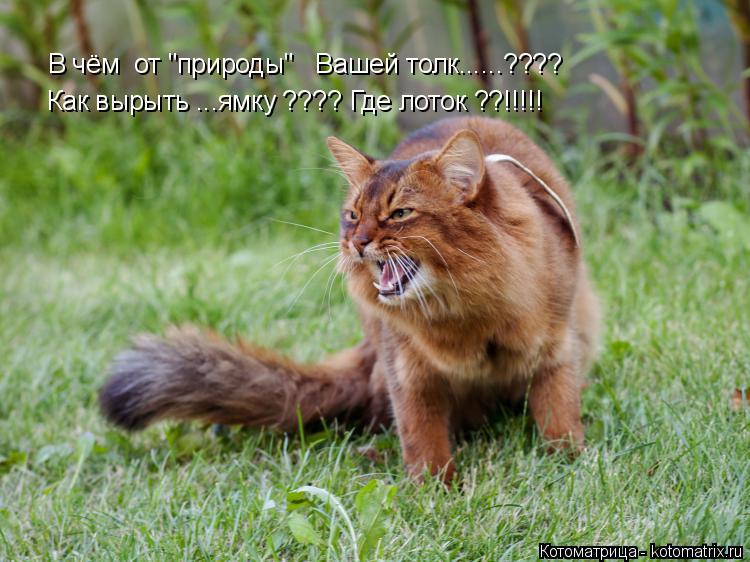 В чём от "природы" Вашей толк......???? Как вырыть ...ямку ???? Где лоток ??!!!!!... Котоматрица: В чём от "природы" Вашей толк......???? Как вырыть ...ямку ???? Где лоток ??!!!!!