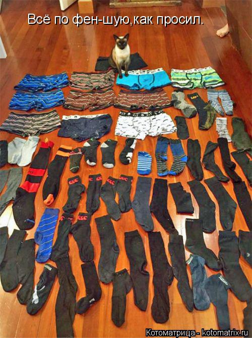 Всё по фен-шую,как просил.... Котоматрица: Всё по фен-шую,как просил.