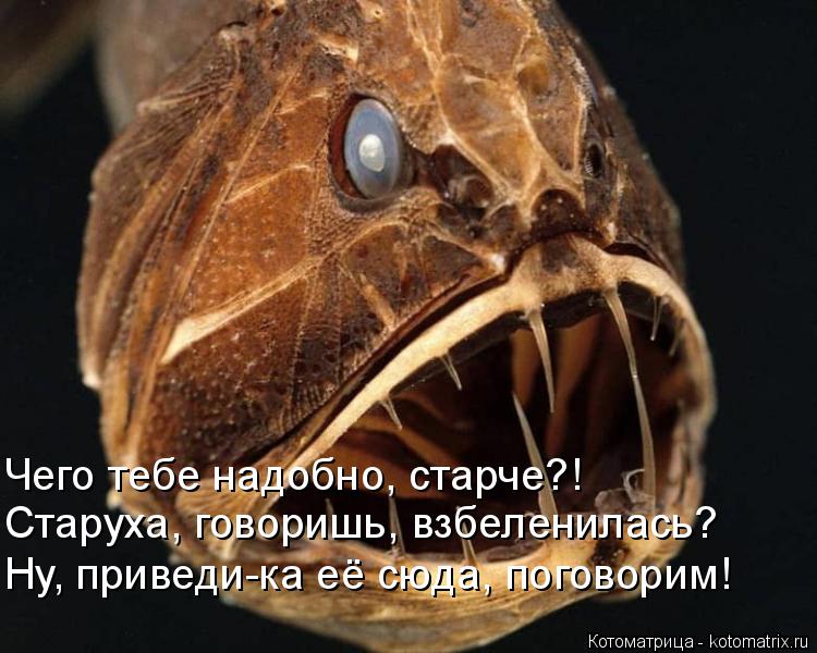 Котоматрица: Чего тебе надобно, старче?! Старуха, говоришь, взбеленилась? Ну, приведи-ка её сюда, поговорим!