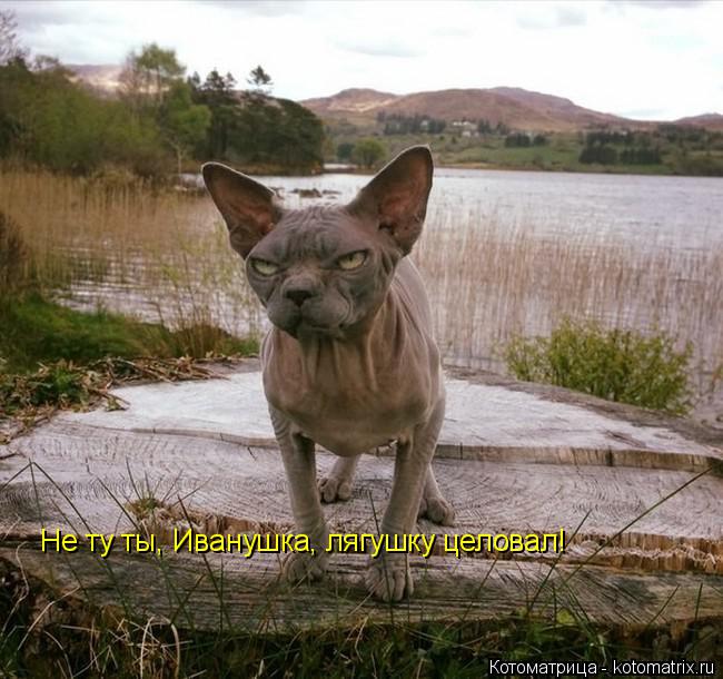 Не ту ты, Иванушка, лягушку целовал!... Котоматрица: Не ту ты, Иванушка, лягушку целовал!