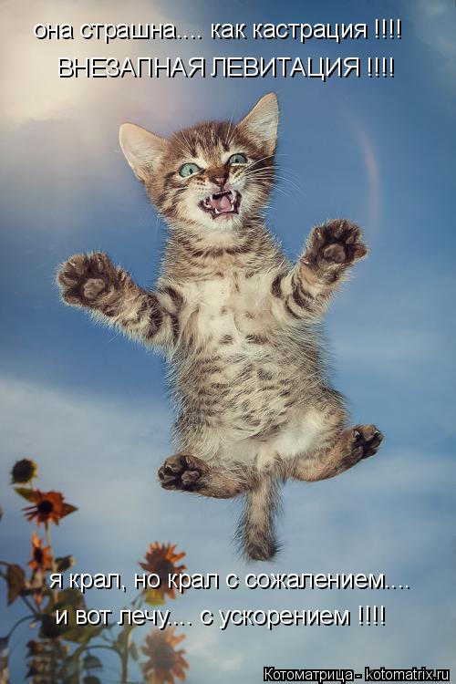 она страшна.... как кастрация !!!! ВНЕЗАПНАЯ ЛЕВИТАЦИЯ !!!! я крал, но крал с сожалением.... и вот ле... Котоматрица: она страшна.... как кастрация !!!! ВНЕЗАПНАЯ ЛЕВИТАЦИЯ !!!! я крал, но крал с сожалением.... и вот лечу.... с ускорением !!!!