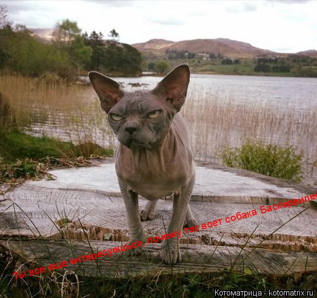 Ты все еще интересуешься, почему так воет собака Баскервилей?... Котоматрица: Ты все еще интересуешься, почему так воет собака Баскервилей?