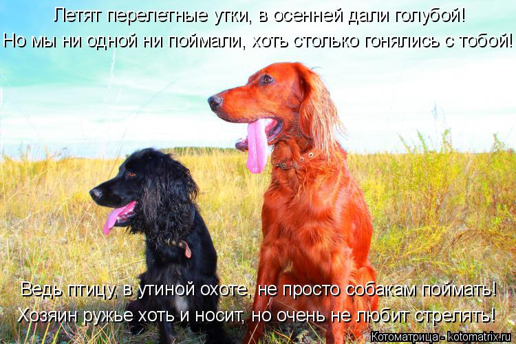Летят перелетные утки, в осенней дали голубой! Но мы ни одной ни поймали, хоть столько гонялись с тоб... Котоматрица: Летят перелетные утки, в осенней дали голубой! Но мы ни одной ни поймали, хоть столько гонялись с тобой! Хозяин ружье хоть и носит, но очень н