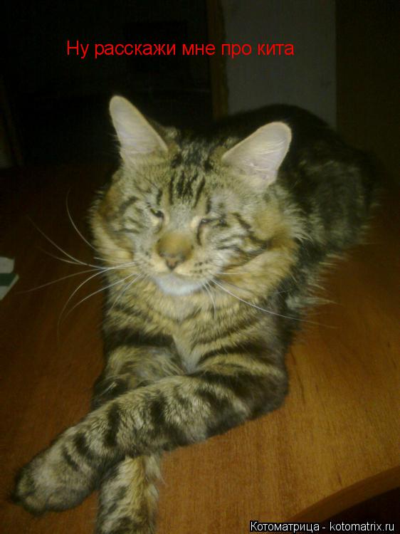 Ну расскажи мне про кита... Котоматрица: Ну расскажи мне про кита