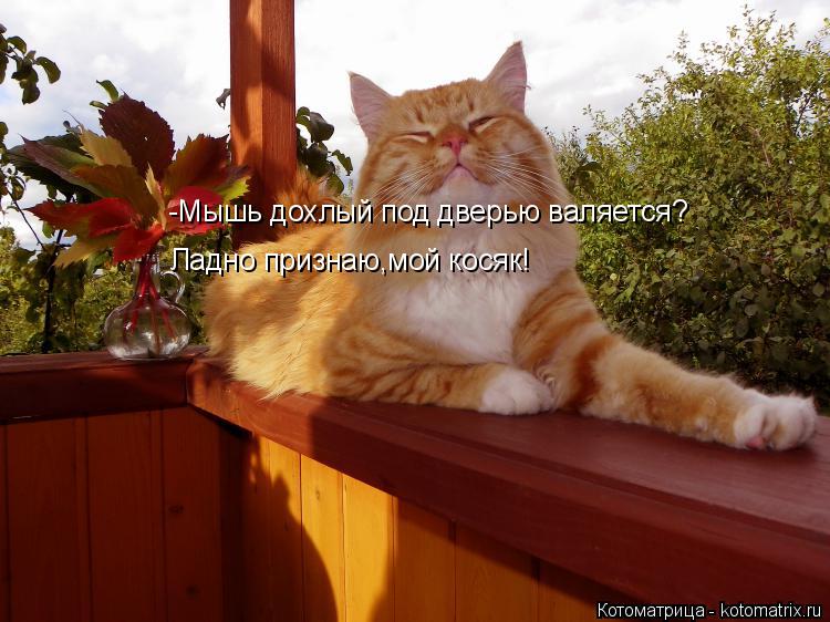 -Мышь дохлый под дверью валяется? Ладно признаю,мой косяк!... Котоматрица: -Мышь дохлый под дверью валяется? Ладно признаю,мой косяк!