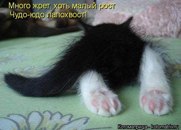 Много жрет, хоть малый рост Чудо-юдо лапохвост!... Котоматрица: Много жрет, хоть малый рост Чудо-юдо лапохвост!