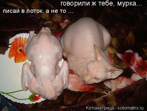Котоматрица: говорили ж тебе, мурка... писай в лоток, а не то ...