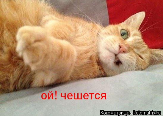 ой! чешется... Котоматрица: ой! чешется