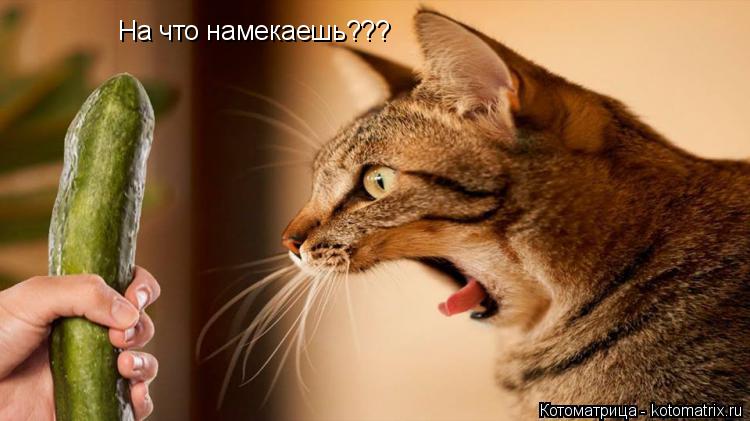 На что намекаешь???... Котоматрица: На что намекаешь???