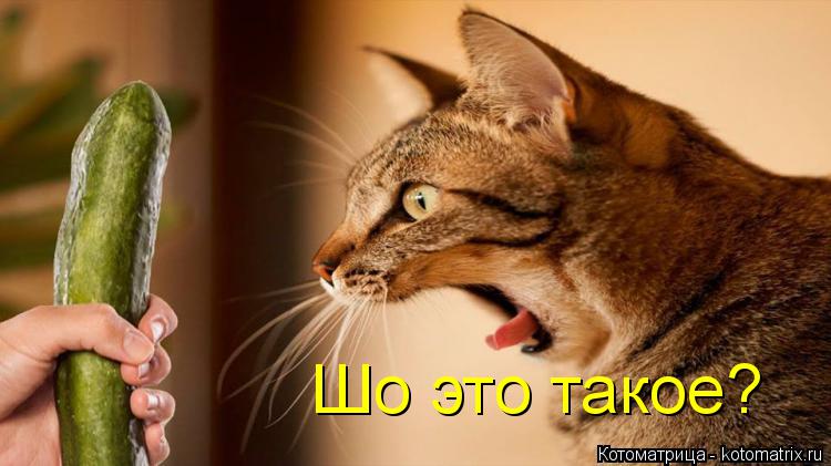 Шо это такое?... Котоматрица: Шо это такое?
