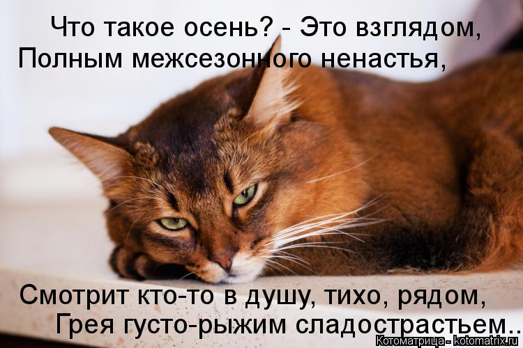 Котоматрица: Грея густо-рыжим сладострастьем... Что такое осень? - Это взглядом, Полным межсезонного ненастья, Смотрит кто-то в душу, тихо, рядом,