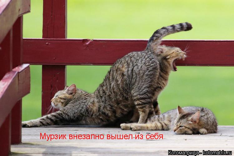 Мурзик внезапно вышел из себя... Котоматрица: Мурзик внезапно вышел из себя