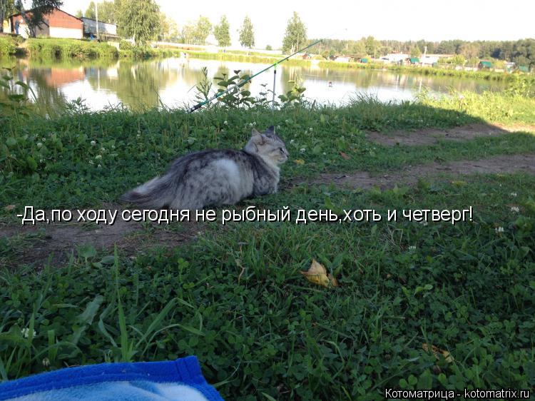 -Да,по ходу сегодня не рыбный день,хоть и четверг!... Котоматрица: -Да,по ходу сегодня не рыбный день,хоть и четверг!