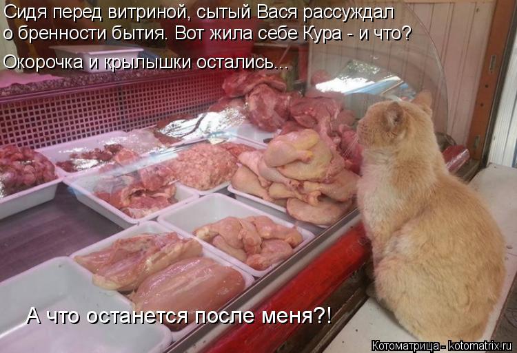 Сидя перед витриной, сытый Вася рассуждал о бренности бытия. Вот жила себе Кура - и что? Окорочка и ... Котоматрица: Сидя перед витриной, сытый Вася рассуждал о бренности бытия. Вот жила себе Кура - и что? Окорочка и крылышки остались... А что останется после