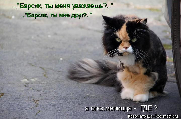 Котоматрица: а опохмелицца -  ГДЕ ? .."Барсик, ты меня уважаешь?.." .."Барсик, ты мне друг?.."