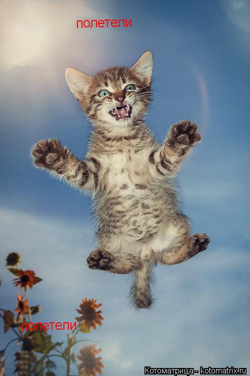 полетели полетели... Котоматрица: полетели полетели