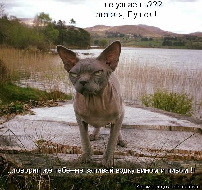 Котоматрица: не узнаёшь??? это ж я, Пушок !! ...говорил же тебе--не запивай водку вином и пивом !!