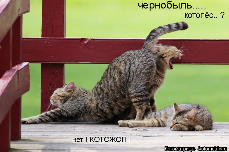 Котоматрица: чернобыль..... котопёс.. ? нет ! КОТОЖОП !