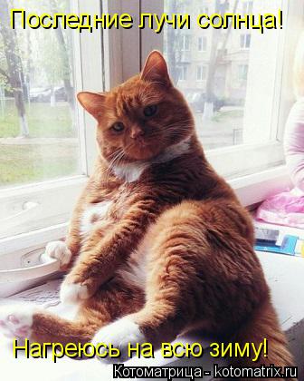 Последние лучи солнца! Нагреюсь на всю зиму!... Котоматрица: Последние лучи солнца! Нагреюсь на всю зиму!