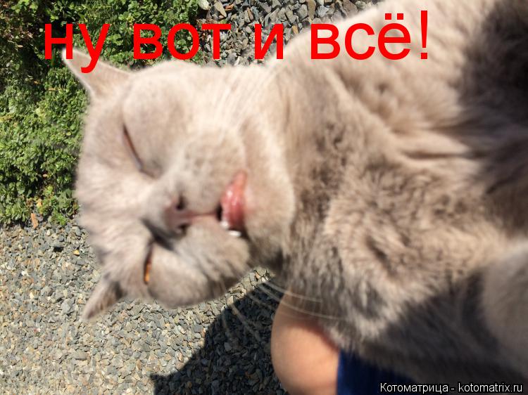 Котоматрица: ну вот и всё!