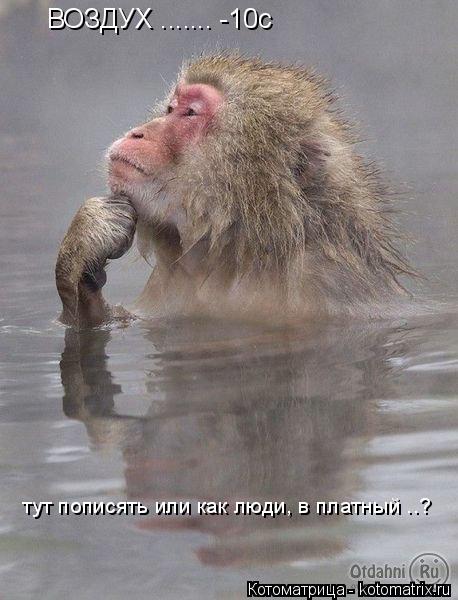 Котоматрица: ВОЗДУХ ....... -10с тут пописять или как люди, в платный ..?