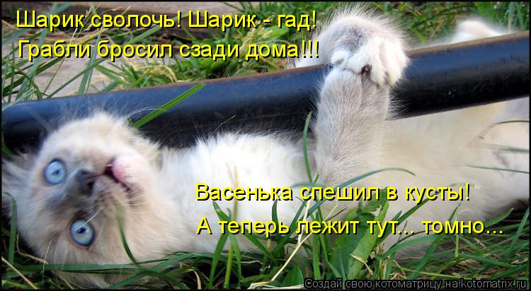 Котоматрица: Шарик сволочь! Шарик - гад! Грабли бросил сзади дома!!! Васенька спешил в кусты! А теперь лежит тут... томно...