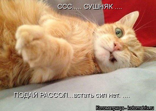Котоматрица: CCC..... СУШНЯК .... ПОДАЙ РАССОЛ...встать сил нет. ....