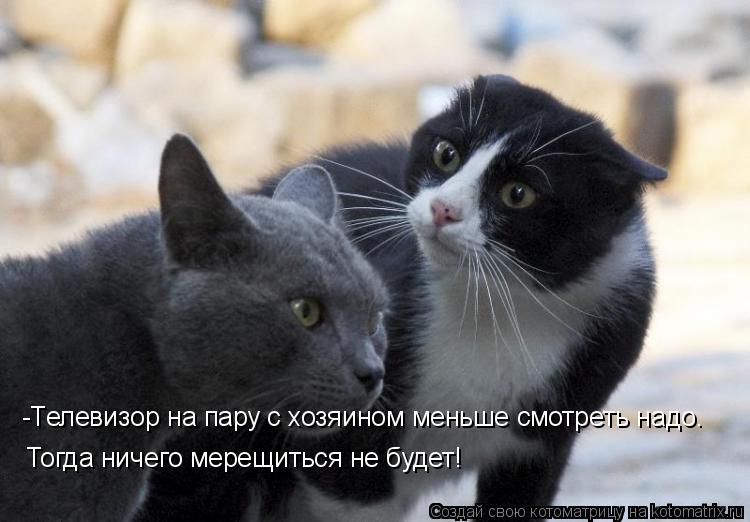 Котоматрица: -Телевизор на пару с хозяином меньше смотреть надо. Тогда ничего мерещиться не будет!